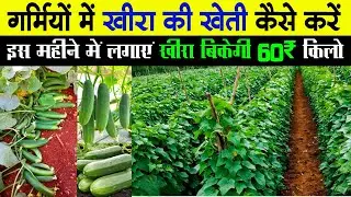 Garmiyon me khira ki kheti | गर्मियों में खीरा की खेती | अप्रैल मई मे खीरा की खेती 2025 खीरा की खेती