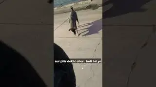 Daily Street dog feeding Journey plz subscribe #shortsfeed #shortviral