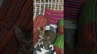 #cat #thecatlife