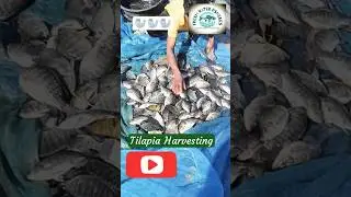 Tilapia🐠🐟 #tilapia #fish #fishing