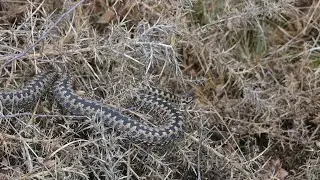Adder Hunting In The Uk Ep.2