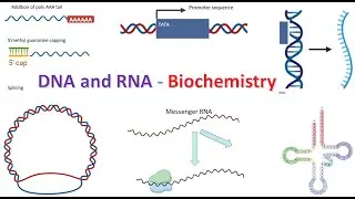 Biochemistry - DNA and RNA polymerases, Leading strand , Lagging strand, Okazaki fragments