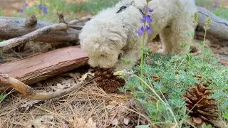 Remembering Spring Days | Yosemite with my dog