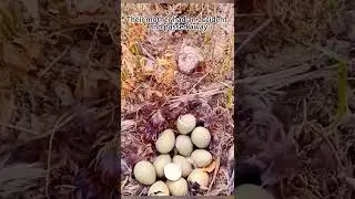 Adopt a nest of pheasant chicks and find a mother hen for them#pheasants #chicks