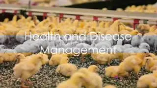 The Ultimate Guide to Broiler Poultry Farming