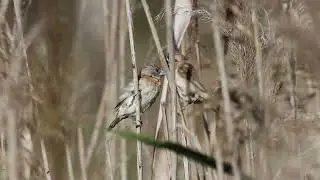 Chestnut-Breasted Mannikin at Sandy Camp Rd Wetlands, Jun 2025