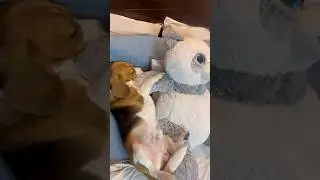 Meri koi privacy nahin hai😂😂 #love#reelkarofeelkaro#expolre#sleepingdog#funny