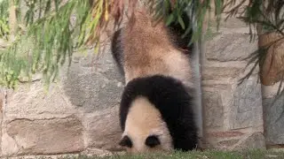 Scent marking upside down🙃Marty's sprinkler spray party🚿🎊Chomping whole🍎Soccer w puzzle feeders🐼🐾⚽️