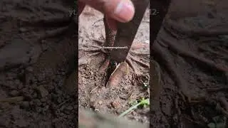 CUTTING ROOT BONSAI IPRIK @Gardeneringchanel12- #bonsai #bonsaiindonesia #bonsaitree #bonsaimini