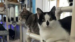 Где наши милые бритые безшерстные котики??!! 🪒
