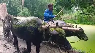 Empty  Buffalo Cart Ride to Deep Mud in Rainy day