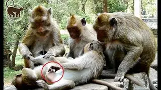 What little monkey playing on special point.monkey meeting