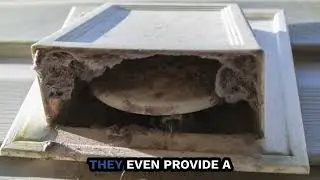 Bird Mite Control & Extermination Clayton NC