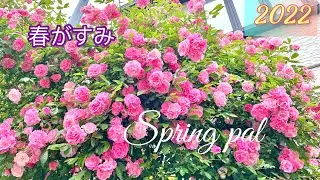 Amazing Rose 數不完花量的爬藤玫瑰｜冒險家、伊織..等介紹｜Japanese Roses#玫瑰#月季#春がすみ#つるバラ#Rose#爬藤玫瑰#Springpal.