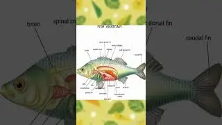 Fish Anatomy #fish #fishingvideo
