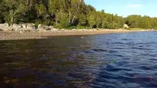 A dog's life at Gander Lake