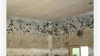 Mold Inspection NJ
