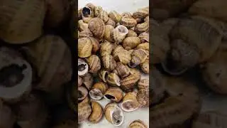 Lumache gastronomia