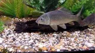 carp, tench, rudd and grass carp in juwel 260 aquarium