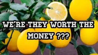 MEYER LEMON TREE ONE YEAR UPDATE - FAST GROWING TREES REVIEW