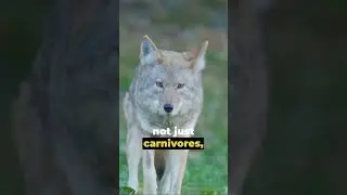 Coyote Chronicles: Unbelievable Fact Revealed About These Cunning Creatures!