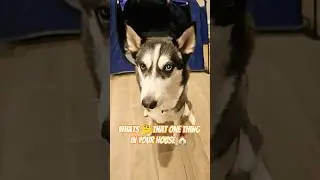 But the Puppy Dog 🐶👀 Eyes are just too Cute #shorts #husky #dog #pets #puppy #funny #comedy #humor