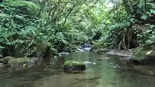 Tropical River Flow for Deep Focus 🌿 Clear Your Mind & Stay Present