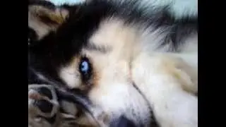 my favorite wolfie pics