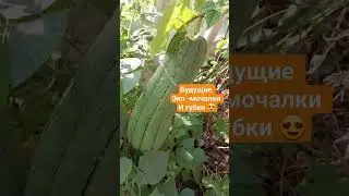 Вырастила огромную люффу !
