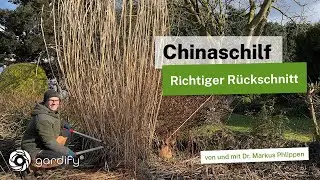 Chinaschilf (Miscanthus) schneiden: Wann wird geschnitten und wie tief darf man schneiden?