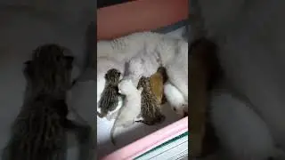 宝贝可爱的猫喵视频 #shorts #20175 #shorts
