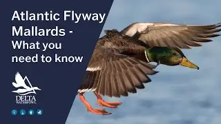 Atlantic Flyway Mallards &ndash; What You Need to Know