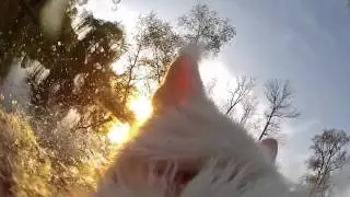 First person dog games