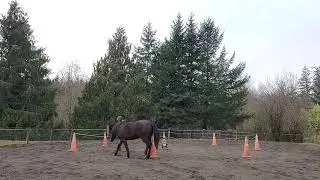 January 23,2023 Welcome back refresher for Lacey with horse clicker training