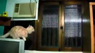 Leopold  the Amazing Leaping Cat