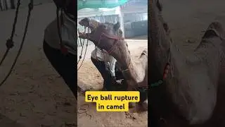 Eye ball rupture in camel | Camel disease | dhull vets #vet