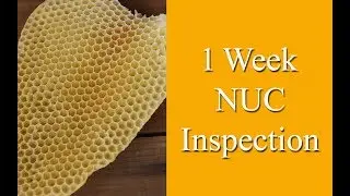 1 week NUC inspection ~ Homestead Corner