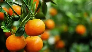 WHY TANGERINE AND ORANGE ARE PART OF CHINESE NEW YEAR SYMBOLS?