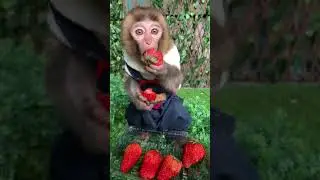 Baby Monkey Eat chery #12
