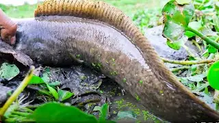 Best Hand Traditional Fishing System || A Lot Of Fish Catching From River || Fishing Team