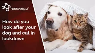 How do you look after your  dog in a Coronavirus COVID 19 lockdown and how do you care for your cat.