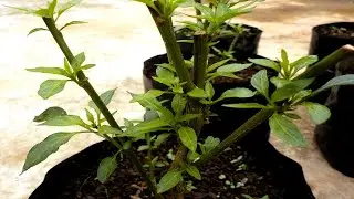 Cara Peremajaan Tanaman Cabe Agar Kembali Produktif dan Berbuah Lebat
