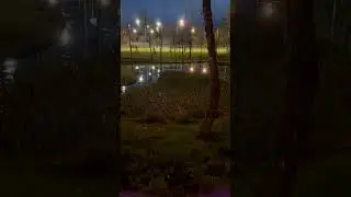 Croaking frogs. Frogs are loud at our park. Лягушки квакают, весна!!!