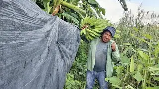 COSECHANDO PL&Aacute;TANO PERA O COSTILLON O TOPOCHO O BURRO O MAJUNCHE ETC.