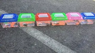 $10 for cute little turtles, includes container. Super deal at flea market #deal#fun#turtle#shorts