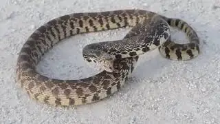 Snake supreme