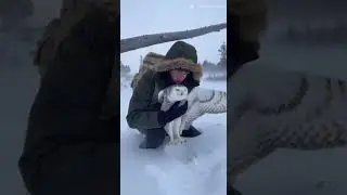 Hero Saves Snowy Owl in Brutal Winter Storm &mdash; Emotional Arctic Rescue!