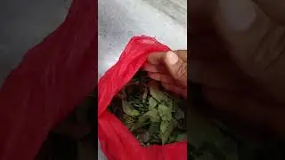 curry leaf storaging tip#viral#