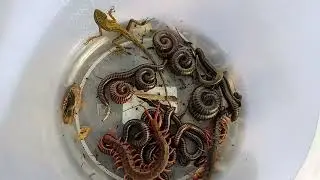Walking to catch insects |Bamboo Three locusts and many other insects #insects #worms #animals