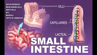digestion in small intestine | Digestive juices (Bile juice, Pancreatic juice, Intestinal juice)
